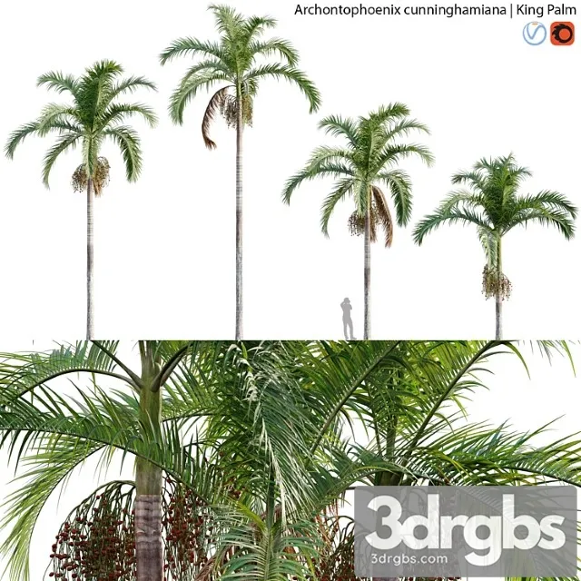 Archontophoenix cunninghamiana – king palm – 01 Archontophoenix cunninghamiana – king palm – 01