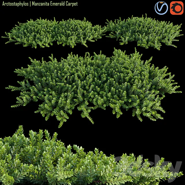 Arctostaphylos | Manzanita Emerald Carpet # 1 3D Model