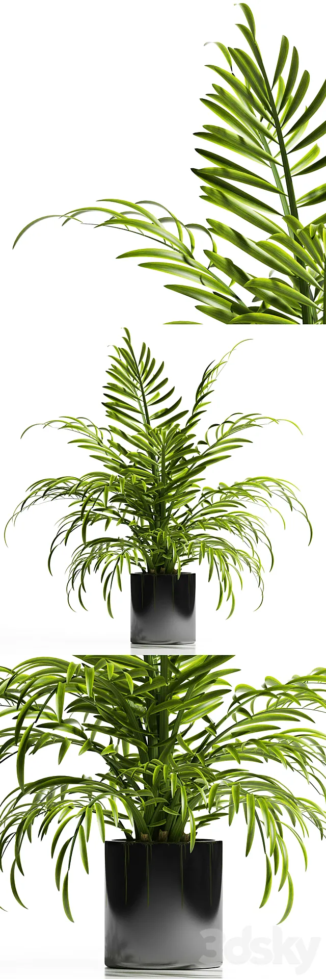 ARECA PALM PLANT 12 3DModel ARECA PALM PLANT 12 3DModel
