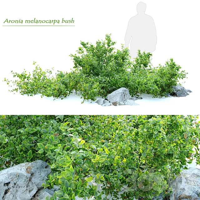 Aronia melanocarpa bush with rocks 3D Model