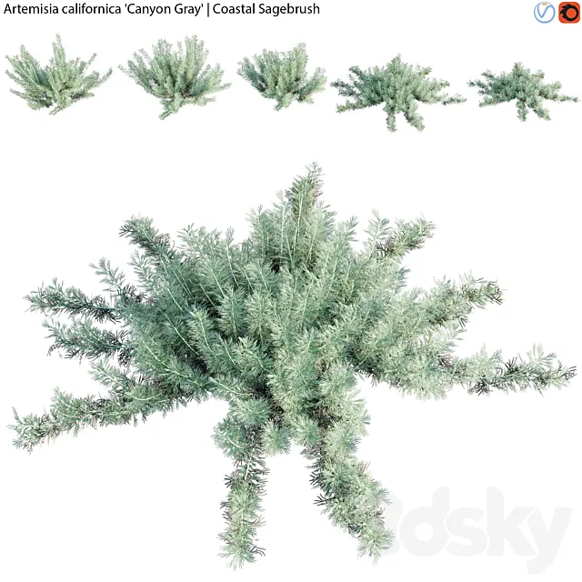 Artemisia californica – Coastal Sagebrush – 01 3D Model
