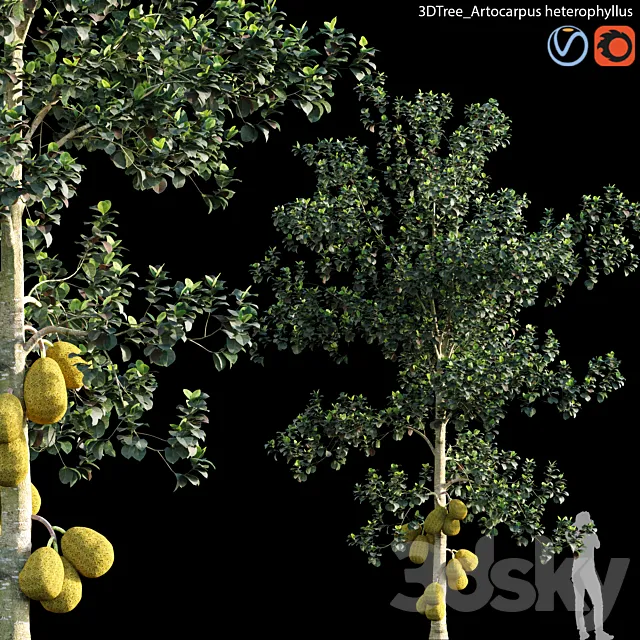Artocarpus heterophyllus 01 3D Model