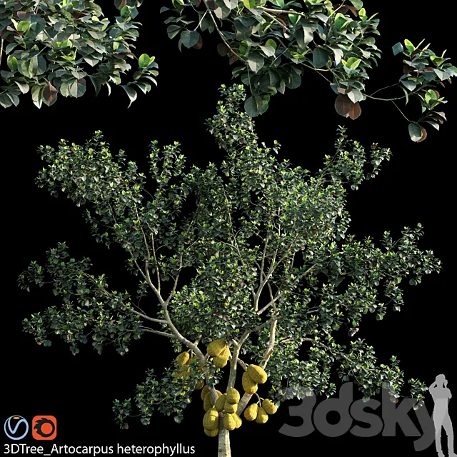 Artocarpus heterophyllus 02 3D Model