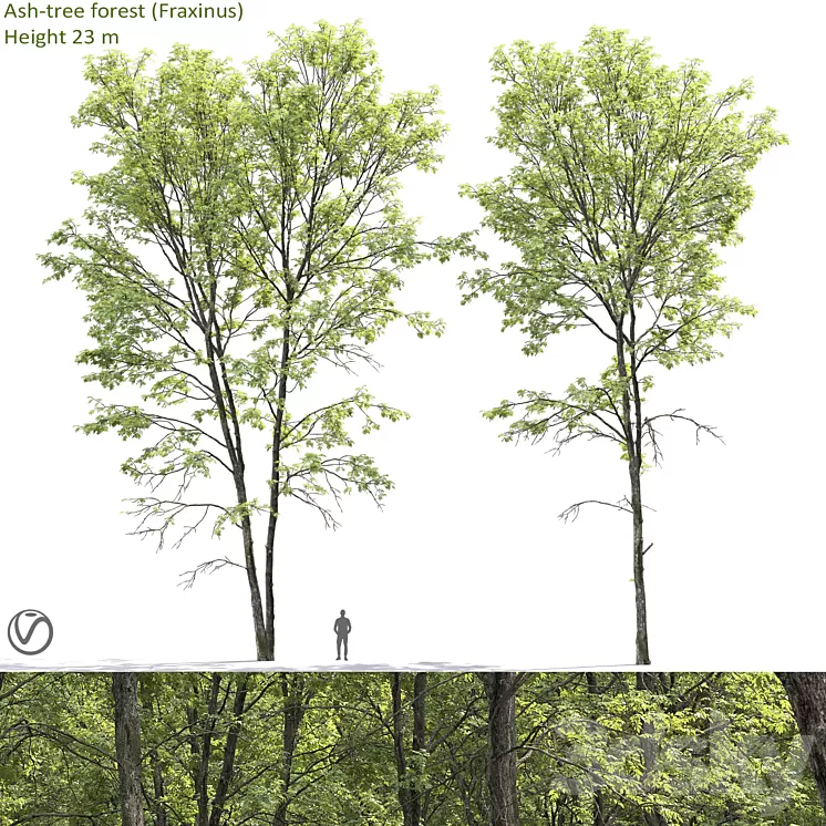 Ash 3D Model Ash 3D Model