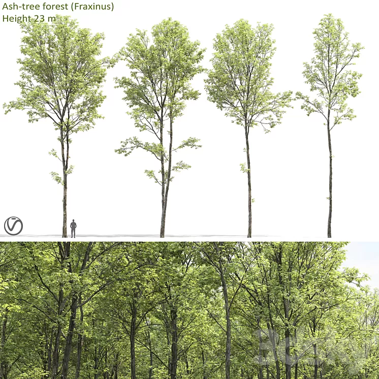 Ash 3D Model Ash 3D Model