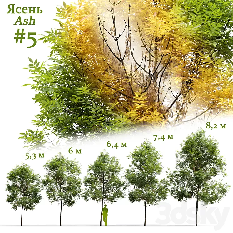 Ash \/ Fraxinus #5 3D Model Free Download