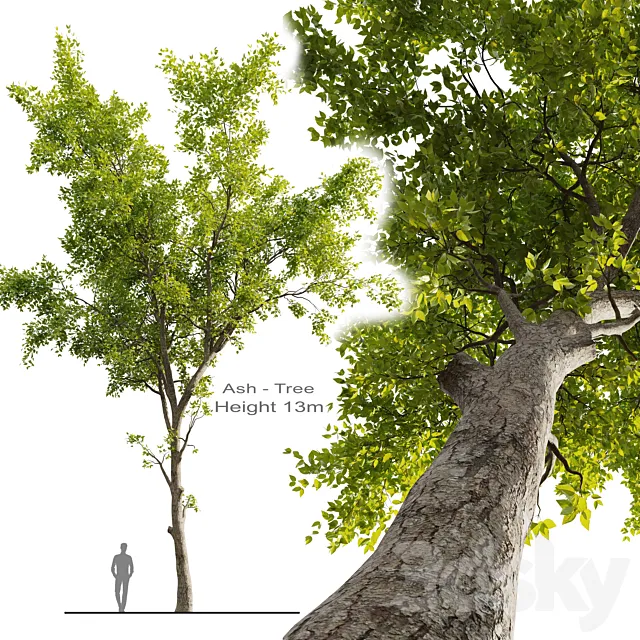 Ash Tree 01 3D Model