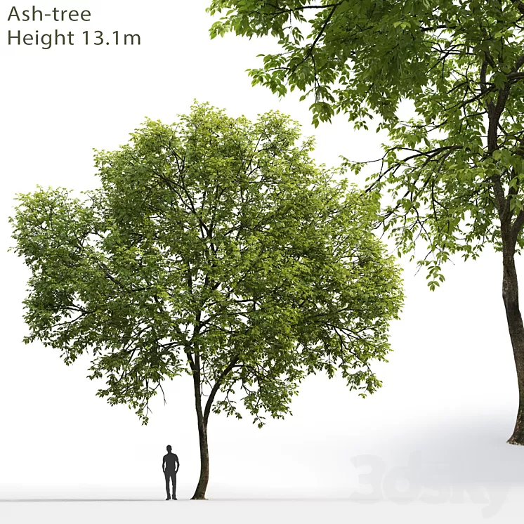 Ash-tree # 1 (17.1m) 3D Model