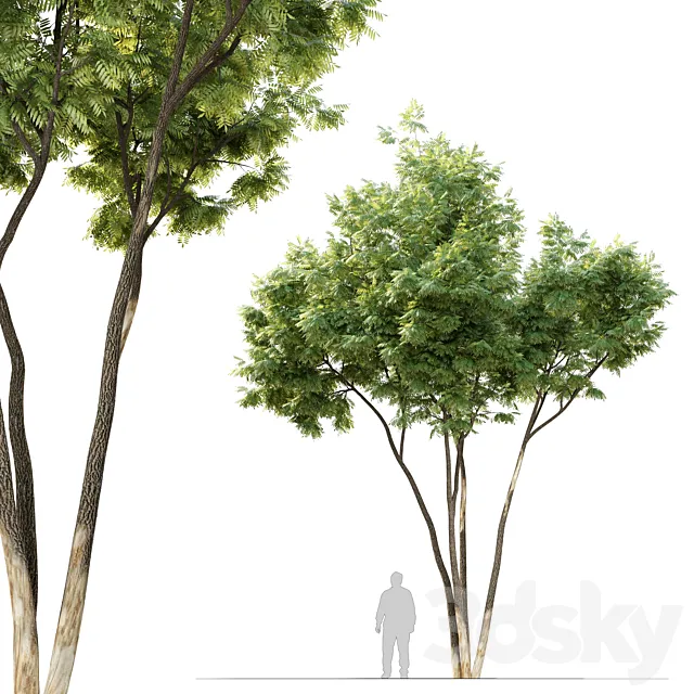 Ash tree 12 3D Model