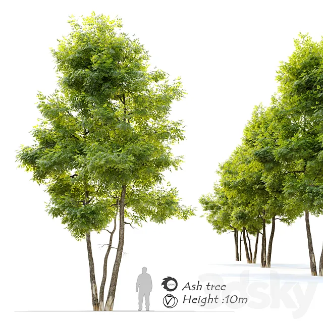 Ash tree 13 3D Model