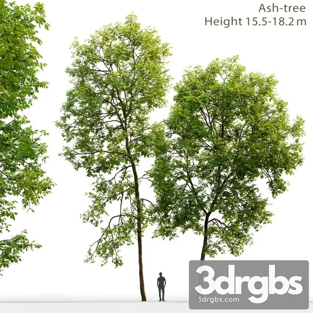 Ash Tree 2 15 518 2m 3D Model Download Ash Tree 2 15 518 2m 3D Model Download