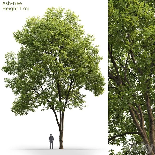Ash-tree # 3 (17m) 3D Model