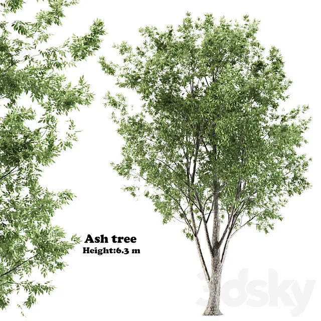 ash tree 3D Model