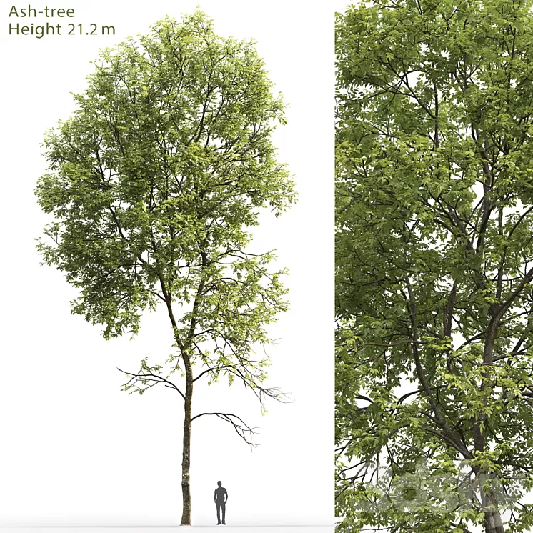 Ash-tree # 5 (21.2m) 3D Model