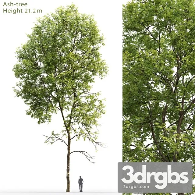 Ash Tree 5 3D Model Download Ash Tree 5 3D Model Download
