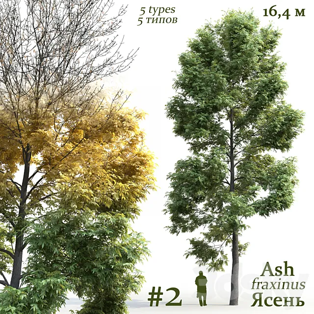 Ash-tree _ Fraxinus # 2 3D Model