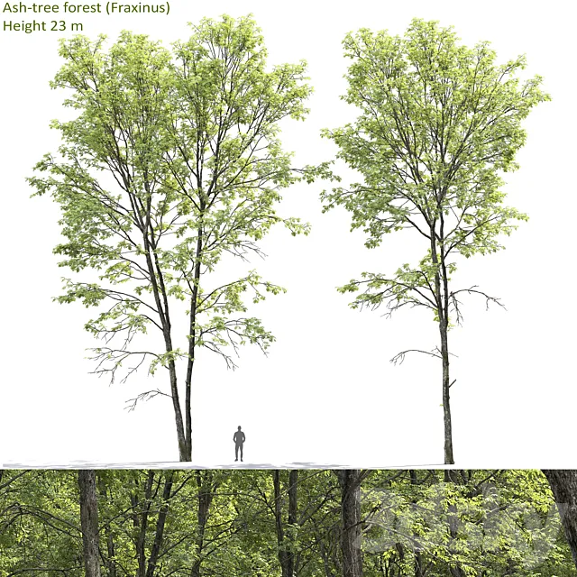 Ash-tree forest #1 (23m) 3D Model