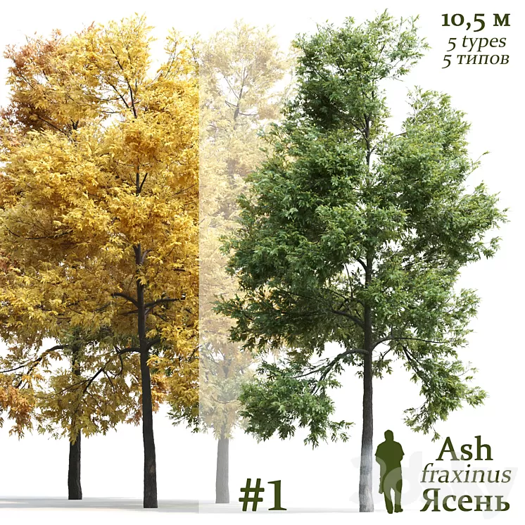 Ash-tree / Fraxinus #1 3D Model