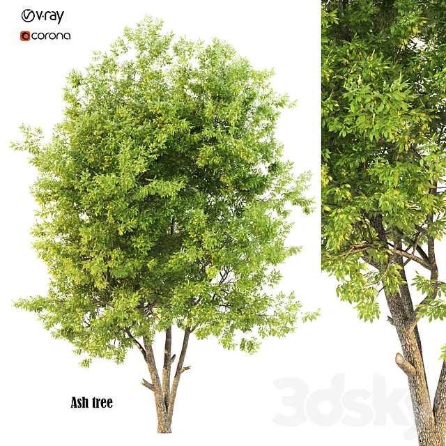 ash tree02 3D Model