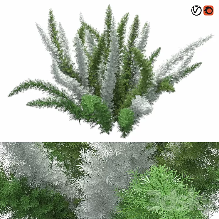 Asparagus Densiflorus Meyersii W 3D Model Asparagus Densiflorus Meyersii W 3D Model