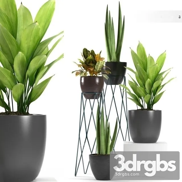 Aspidistra Elatior Plant 3D Model Download