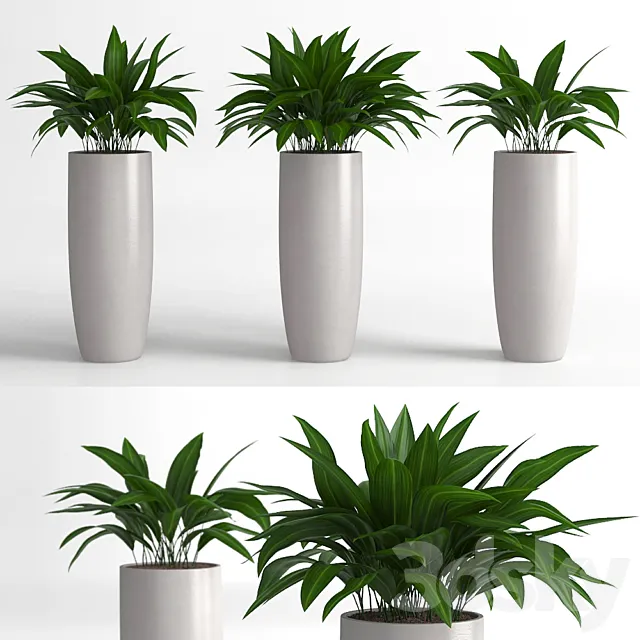 Aspidistra plants 3DModel Aspidistra plants 3DModel