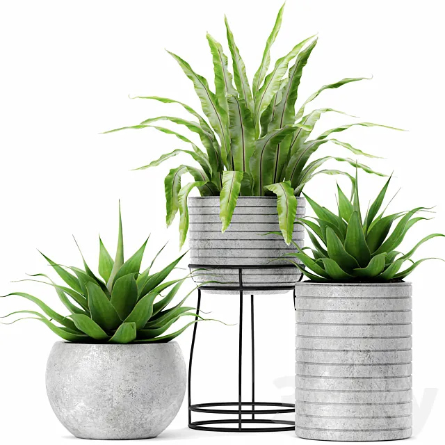 Asplenium and Agave Kostenets asplenium agave flower pot bush flowerpot concrete 3D Model Asplenium and Agave Kostenets asplenium agave flower pot bush flowerpot concrete 3D Model