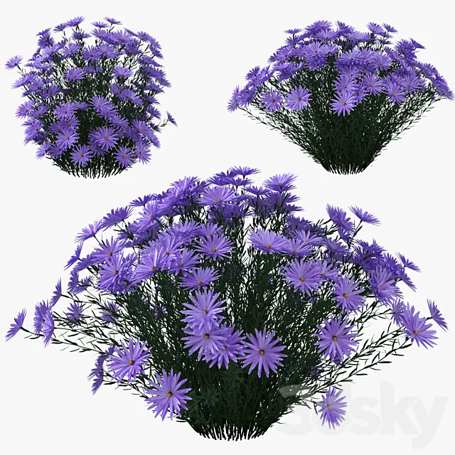Aster dumosus – Lady in Blue 3D Model Aster dumosus – Lady in Blue 3D Model