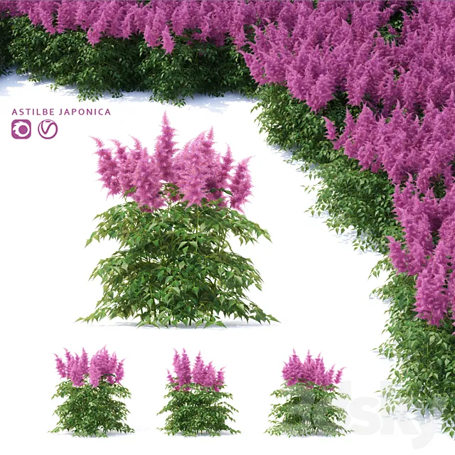 Astilba Japanese | Astilbe japonica 3D Model