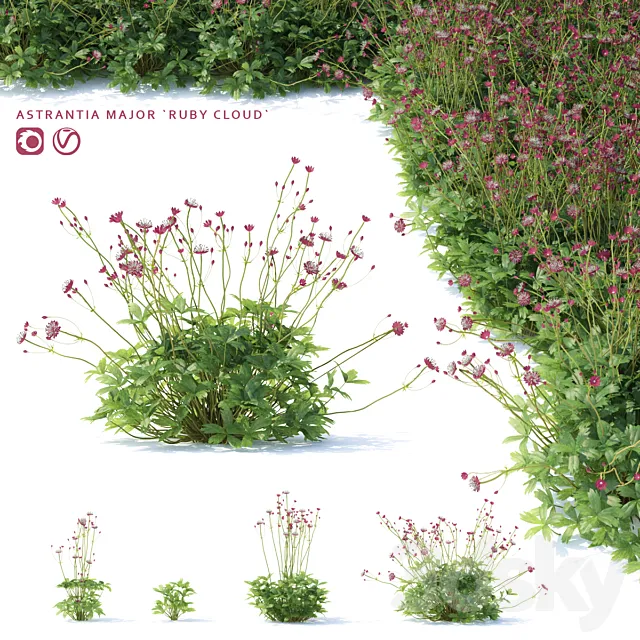 Astrantia big flowers | Astrantia major ruby cloud 3D Model Astrantia big flowers | Astrantia major ruby cloud 3D Model