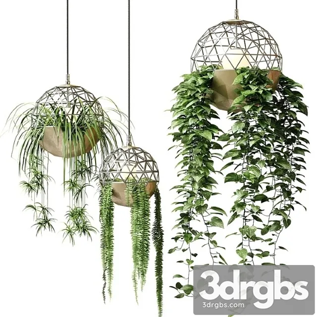 Atelier Schroeter Luminaires With Hanging Plants 3D Model Download Atelier Schroeter Luminaires With Hanging Plants 3D Model Download