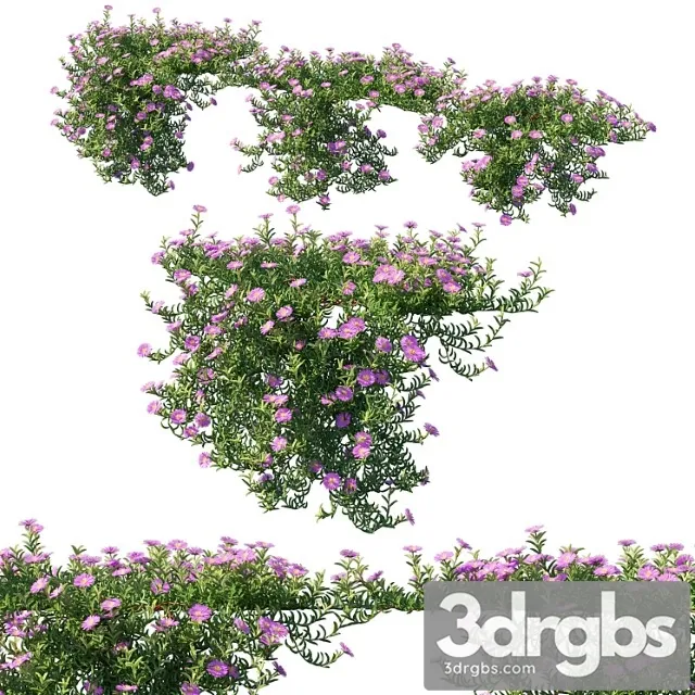 Aussie rambler 02 Aussie rambler 02