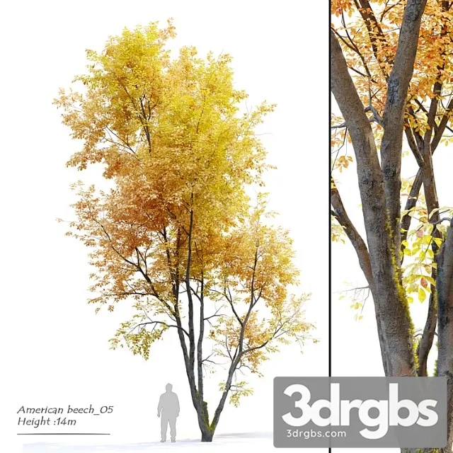 Autumn American Beech 3D Model Download Autumn American Beech 3D Model Download