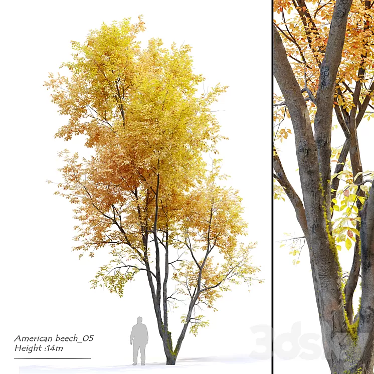 Autumn American beech 3D Model Free Download