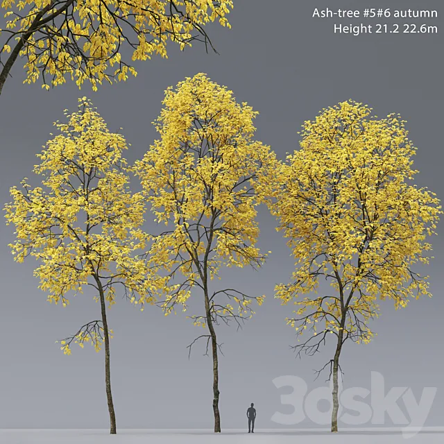 Autumn Ash | Ash-tree autumn # 5_6 (21.2-22.6m) 3D Model Autumn Ash | Ash-tree autumn # 5_6 (21.2-22.6m) 3D Model