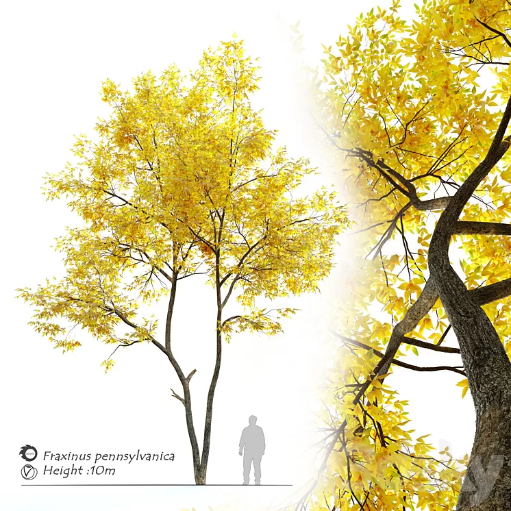 Autumn ash (Fraxinus pennsylvanica) 3D Model