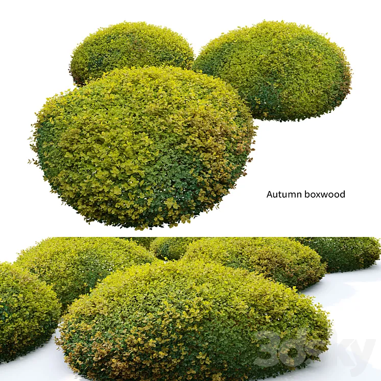 Autumn boxwood 3D Model Free Download Autumn boxwood 3D Model Free Download