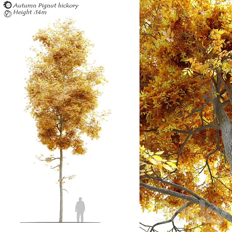 Autumn carya glabra (pignut hickory) 3D Model