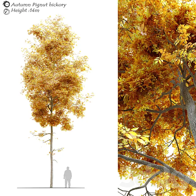 Autumn carya glabra (pignut hickory) 3DModel