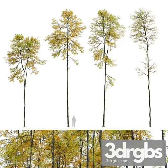 Autumn Forest Trees 3D Model Download Autumn Forest Trees 3D Model Download