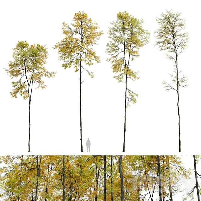 Autumn forest trees 3D Model
