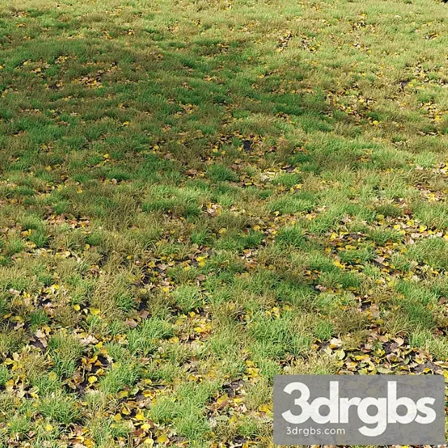 Autumn grass 01 Autumn grass 01