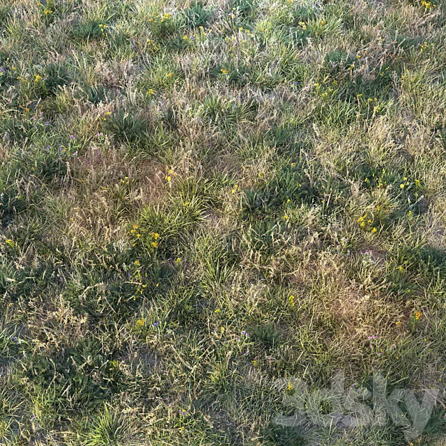 Autumn grass 3D Model Autumn grass 3D Model