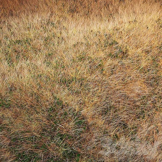 Autumn grass 3D Model Autumn grass 3D Model