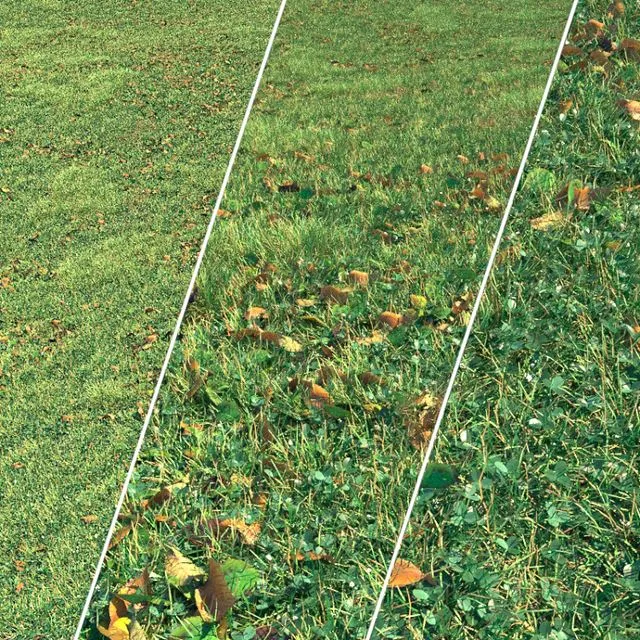 Autumn grass 3D Model Autumn grass 3D Model