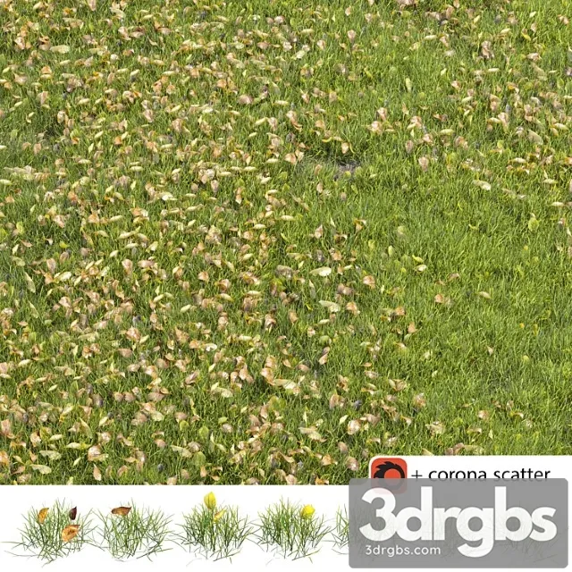 Autumn lawn Autumn lawn