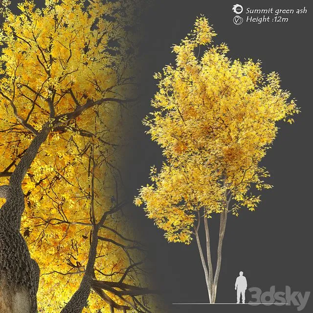 Autumn Summit Green Ash Fraxinus Pennsylvanica Summit 3D Model