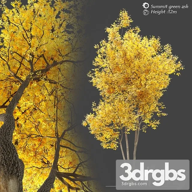 Autumn Summit Green Ash Fraxinus Pennsylvanica Summit 3D Model Download Autumn Summit Green Ash Fraxinus Pennsylvanica Summit 3D Model Download