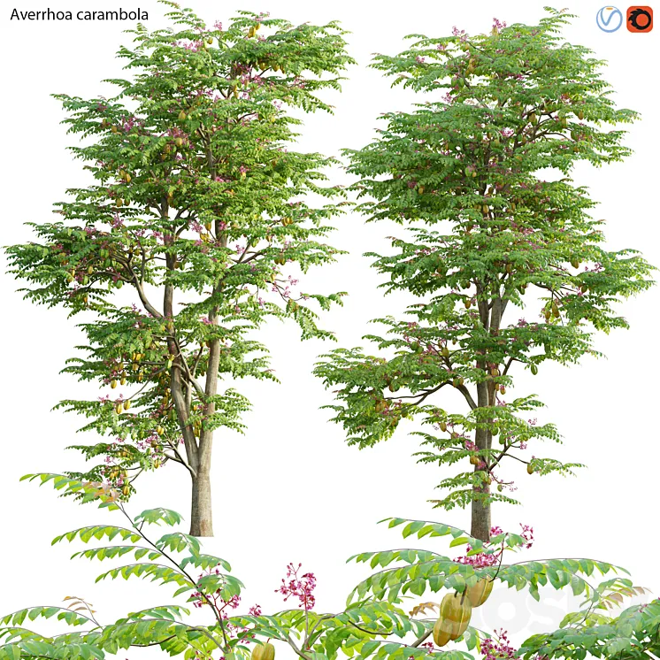 Averrhoa carambola – Starfruit tree 06 3D Model Free Download