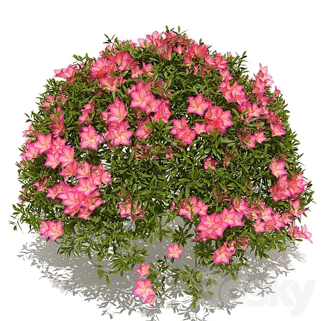 azalea bush 3DModel